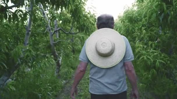 Відстежуючи Вид Ззаду Спокійного Невпізнаваного Старшого Садівника Чоловіка Повсякденному Одязі — стокове відео