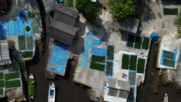 エアリアルトップビューは 海水でユーシュマコニーの収穫を収集し ヌサレンゴンガン島の海藻農業コンセプトで乾燥する農家からズーム — ストック動画