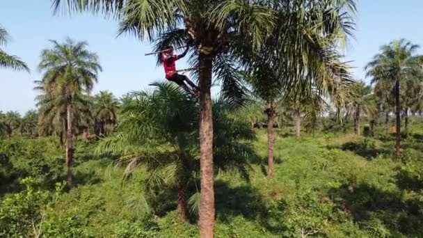 Uzaktan Kumandalı Erkek Günlük Kıyafetleriyle Palmiyeye Tırmanıyor Güneşli Bissagos Adaları — Stok video