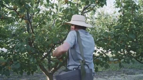 Senior Freizeitkleidung Mit Strohhut Und Korb Sammelt Reife Aprikosen Garten — Stockvideo