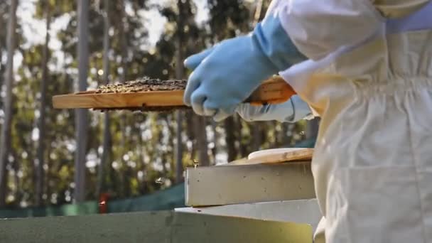戴防护手套的匿名养蜂人在采蜜过程中 用特殊钳去除蜂窝 — 图库视频影像