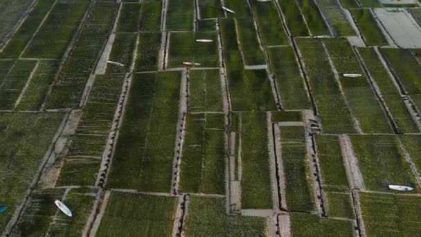 Eucheuma Cottonii Çiftliği Nusa Lembongan Adası Nda Güneşli Bir Yaz — Stok video