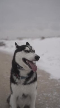 Kışın karlı arazide Sibirya Husky köpeği. Husky köpeği mutlu ve soğuk kış karında yavaş çekimde oynuyor..