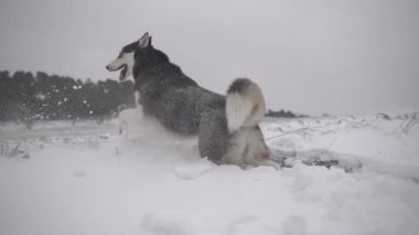 Kışın karlı arazide Sibirya Husky köpeği. Husky köpeği mutlu ve soğuk kış karında yavaş çekimde oynuyor..