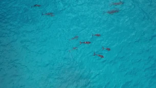 Mavi Denizdeki Yunusların Havadan Görünüşü — Stok video