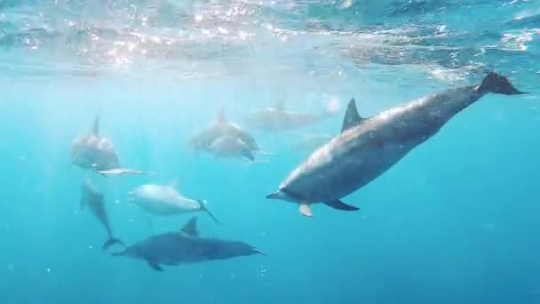 Delfíni Hrají Modré Mořské Vodě Podvodní Záběry Divokých Delfínů Vodní — Stock video