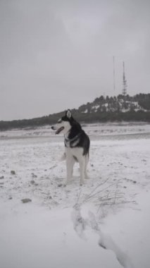 Kışın karlı arazide Sibirya Husky köpeği. Husky köpeği mutlu ve soğuk kış karında yavaş çekimde oynuyor..