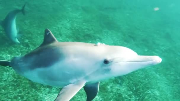 Delfiner Som Leker Blått Havsvatten Undervattensbilder Vilda Delfiner Vattenlevande Marina — Stockvideo