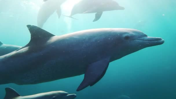 Dolphins Playing Blue Water Sea Underwater Footage Wild Dolphins Aquatic — Stock Video