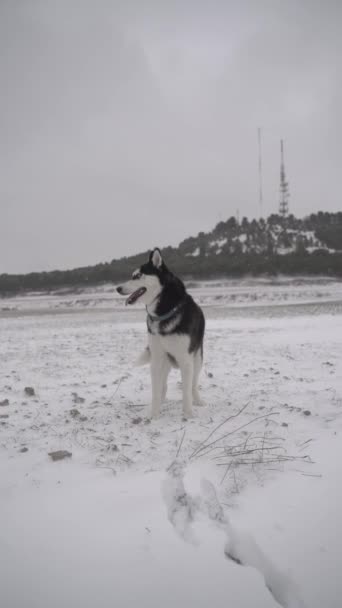 Perro Husky Siberiano Campo Nevado Invierno Husky Perro Feliz Jugando — Vídeos de Stock