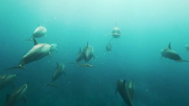 Delfines Jugando Agua Azul Del Mar Imágenes Submarinas Delfines Salvajes — Vídeos de Stock