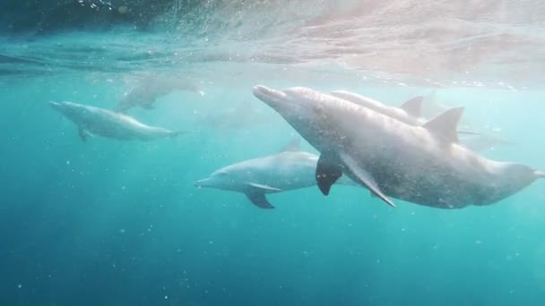 青い海で遊んでいるイルカたち 野生のイルカの水中映像 自然の生息地で海洋動物を飼育する — ストック動画