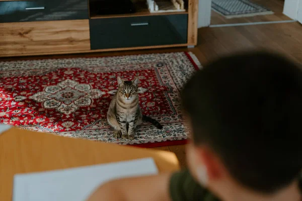 Cima Gato Bonito Tabby Sentado Chão Silenciosamente Olhando Para Colheita — Fotografia de Stock