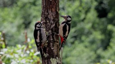 Siyah beyaz tüylü, göbeğinde kırmızı benekli sevimli ağaçkakan çifti ormanda ağaç gövdesinde oturmuş yemek yiyor.