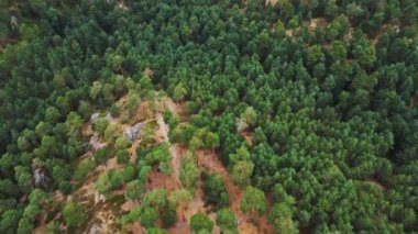 Dağ ormanlarında yetişen yemyeşil ağaçların insansız hava aracı görüntüsü.