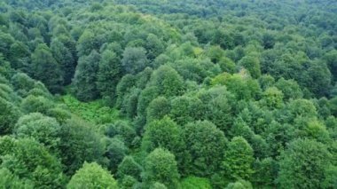 Dağ ormanlarında yetişen yemyeşil ağaçların insansız hava aracı görüntüsü.