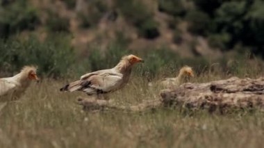 Vahşi, yırtıcı Mısırlı akbaba kuşların güneşli bir günde savanada kuru çayırlarda süzülmesi ve savaşması.