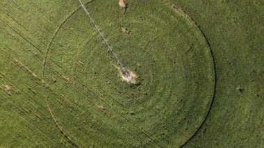 Yeşil çimenli tarlaların insansız hava aracı görüntüsü. Yazın ağaçlarla ve ekinlerle çevrili, dairesel şekilli desenler.