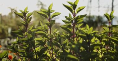 Kapanış böceği etrafta uçuyor ve güneşli bir yaz günü bahçedeki çiçek açan bitkinin üzerine iniyor.