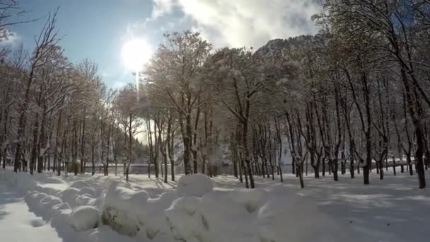 在阳光充足的天气里 奥尔德萨国家公园里生长的无叶树木上的雪的真实时间 — 图库视频影像