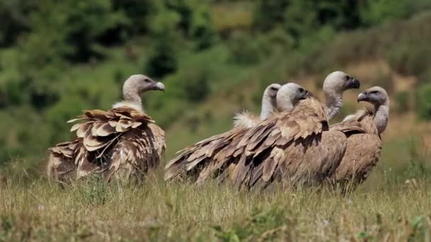 Schwarm Räuberischer Eurasischer Gänse Inmitten Von Graswiesen — Stockvideo