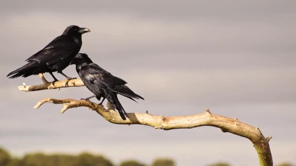 Rebanho Pássaros Corvos Negros Sentados Ramo Seco Sem Folhas Árvore — Vídeo de Stock