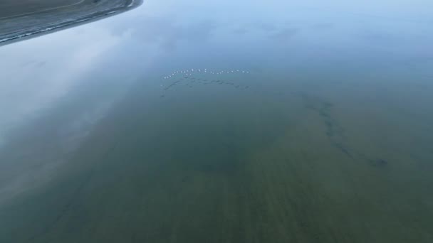 Drone Vista Bando Pássaros Brancos Voando Acima Superfície Água Lago — Vídeo de Stock