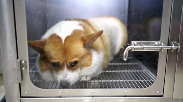 Salón Peluquería Para Perros Cuidado Mascotas — Vídeo de stock