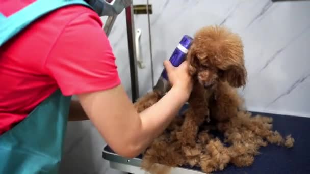 Salon Pielęgnacyjny Dla Psów Opieka Nad Zwierzętami — Wideo stockowe