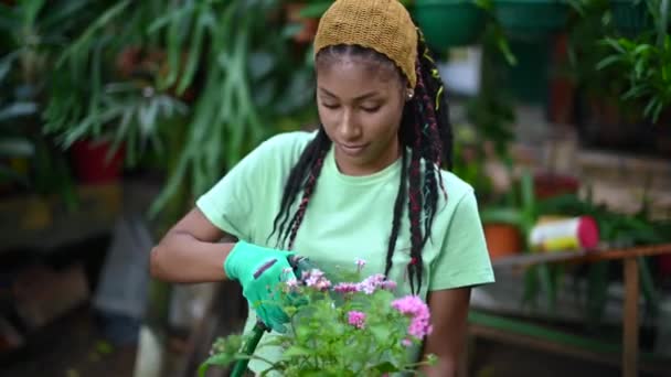 Afro Amerikaanse Vrouwelijke Tuinman Handschoenen Water Geven Bloeiende Pentas Lanceolata — Stockvideo
