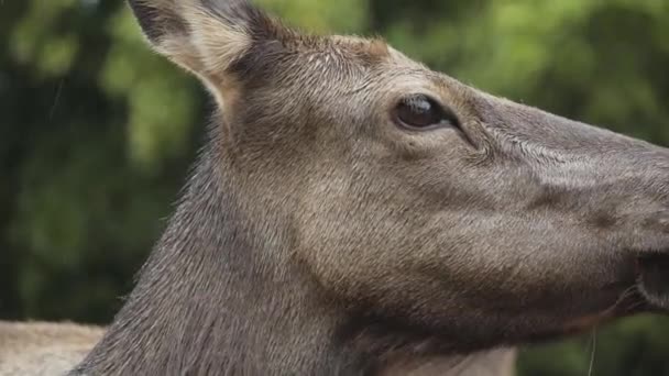 Baixo Ângulo Cervos Selvagens Com Pêlo Molhado Floresta Dia Chuvoso — Vídeo de Stock
