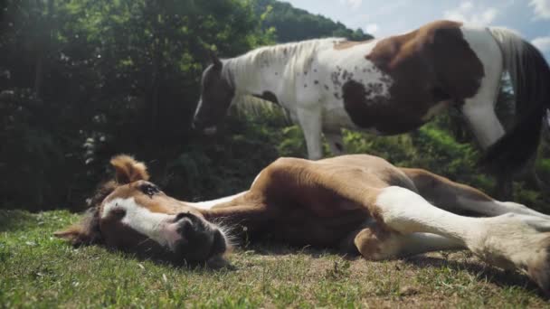Static Shot Piebald Horse Swinging Tail Scare Flies Away While — Stock Video