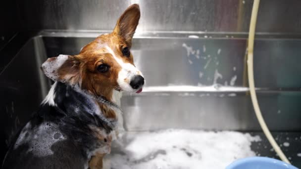 Salão Arrumação Cães Cuidados Com Animais — Vídeo de Stock