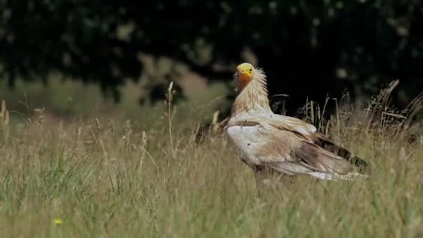 在萨凡纳阳光明媚的日子里 掠夺性的埃及秃鹫在干枯的草甸上飞翔 并在争斗 — 图库视频影像
