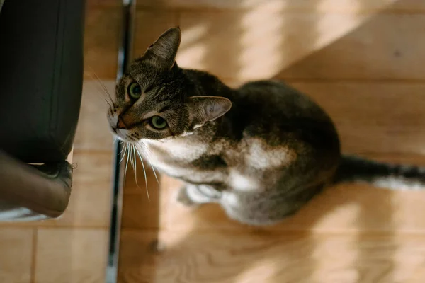Cute curious Dragon Li cat walking on floor at home and looking at camera