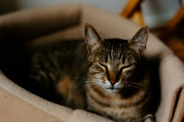 Gato Tabby Engraçado Sentado Cama Cesta Confortável Quarto Aconchegante Bocejo — Fotografia de Stock