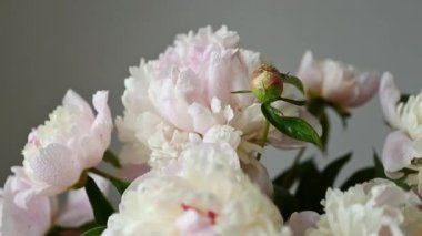 Taze çiçek açan yeşil yapraklı şakayıklar. Gri duvar odasına su damlaları düşer.