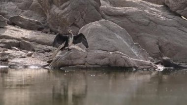 Kara tüylü karabatak kuşları güneşli bir günde dalgalanan göletin yanındaki taşın üzerinde oturuyorlar.