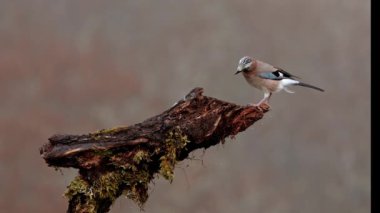 Garrulus Glandarius bej tüylü ve renkli kanatlarıyla kuru, yaşlı bir ağaç gövdesinde bulanık arka planda oturuyor.
