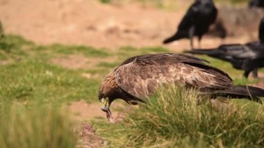 Aquila Chrysaetos 'un gerçek zamanı. Kahverengi tüyleri ve büyük gagalarıyla avını yiyor. Güneşli bir günde etrafa bakıyor ve uçuyor.