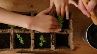 İsimsiz kadın bahçıvan ve çocuğun ahşap masada dikilip, kürekle toprak kazıp yeşil yaprak ektiklerinin en üst görüntüsü.