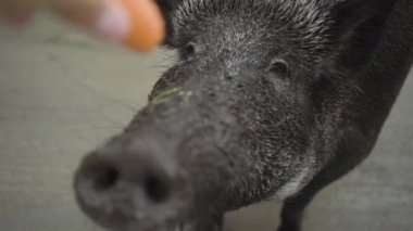 Yabandomuzunu doğal ortamında besleyen insan.