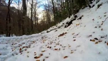 POV gerçek zamanlı olarak, Ordesa Ulusal Parkı 'ndaki Pireneler yakınlarındaki yapraksız ağaçlarla karlı ormanlarda dolaşan isimsiz bir insan.