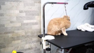 Kedi bakımı salonu. Hayvan bakımı