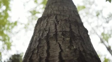 Seyahat eden ve gezen genç bir kadının görüntüleri.