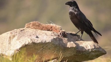 Gerçek zamanlı siyah karga kuşu taşın üzerinde oturur ve avını yer. Etrafa bakar.