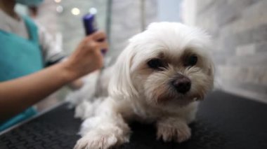 Köpek bakımı salonu. Hayvan bakımı