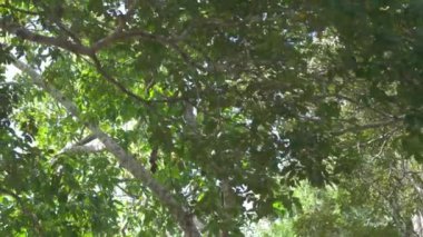 Güneşli bir günde tropikal ağaçlar arasında kıvrılan tüylü vahşi maymunun alçak açısı