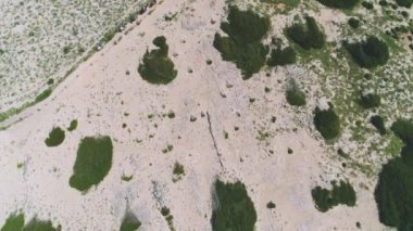 Drone view flying over sandy terrain with green plants and caravan of animals walking on path at seaside