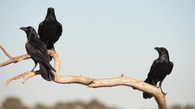 Kara karga sürüsü kırsal bölgedeki bulutlu gökyüzüne karşı kuru yapraksız ağaç dalında oturuyor.